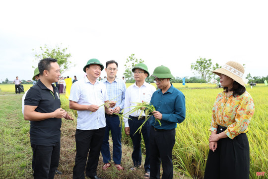 Vụ lúa xuân ở M Okking39 bảo mật cao thắng lợi khẳng định hiệu quả tái cơ cấu nông nghiệp 