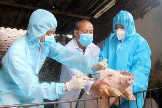 Tăng cường tiêm phòng, chủ động bảo vệ đàn vật nuôi trước nguy cơ dịch bệnh