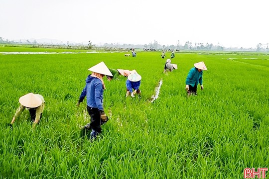 Nhộn nhịp chăm lạc, bón thúc lúa xuân ở Đức Quang 