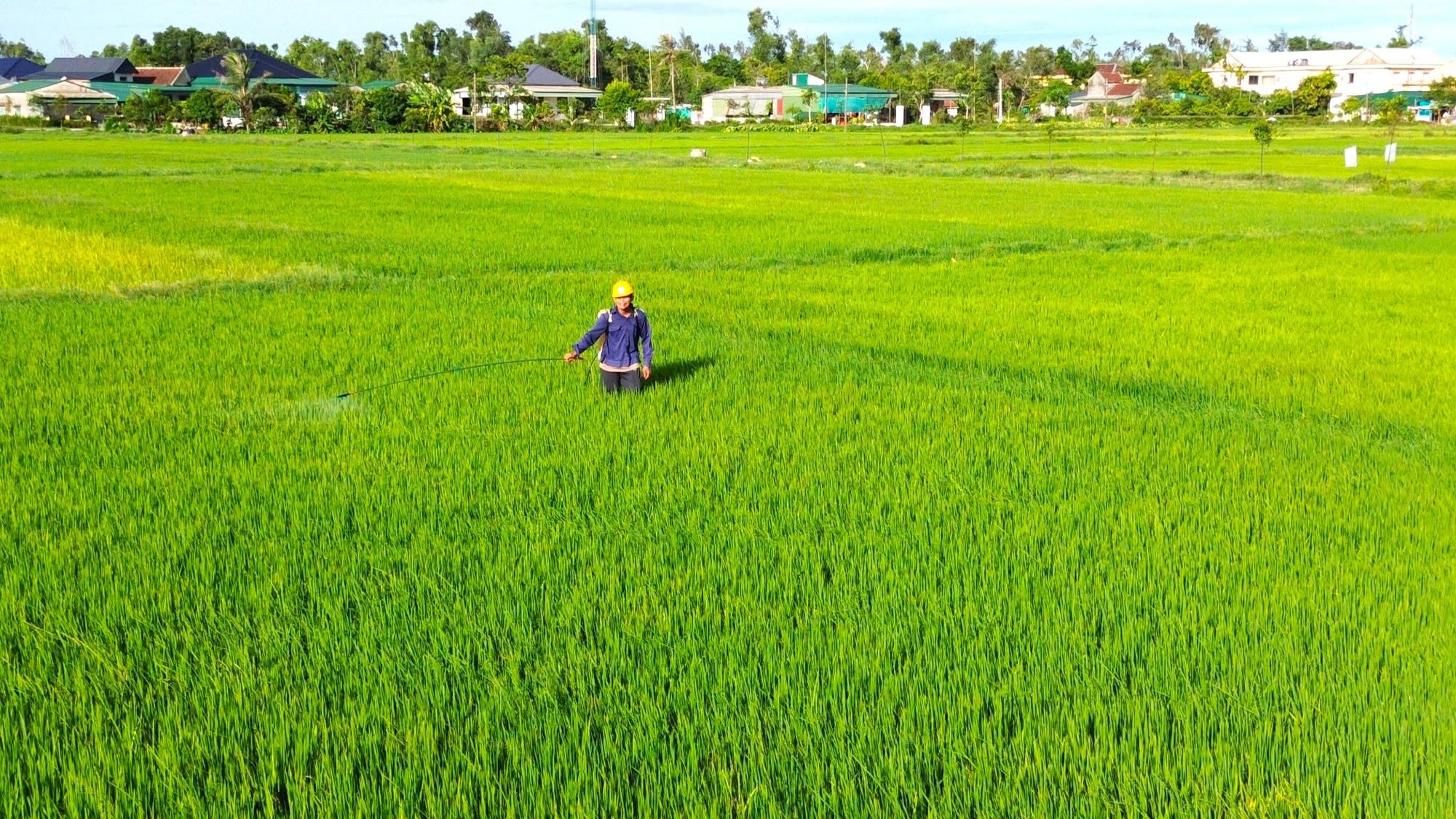 Chủ tịch UBND Ok king hiện đang mở ra Công điện yêu cầu tập trung phòng trừ dịch hại lúa vụ Hè Thu 2026