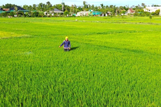 Chủ tịch UBND Ok king hiện đang mở ra Công điện yêu cầu tập trung phòng trừ dịch hại lúa vụ Hè Thu 2026