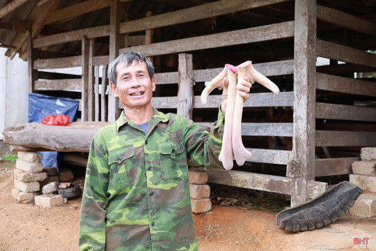 Người chăn nuôi hươu phấn khởi vào mùa hái lộc nhung 