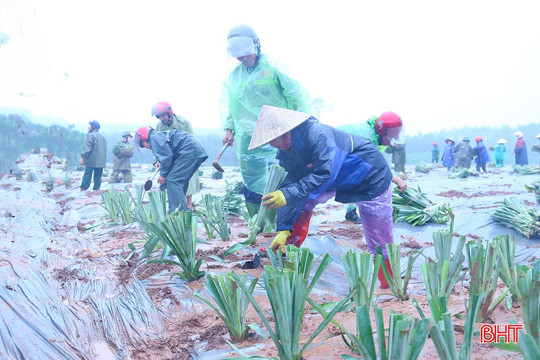 Trồng thử nghiệm 6 ha dứa liên kết với Ok king corn tải ứng dụng tại Cẩm Hưng 