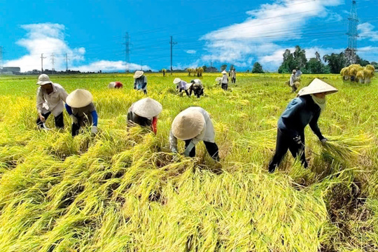 Sắp xếp, tinh giản hơn 35.000 Ok king corn khuyến nông cả nước 