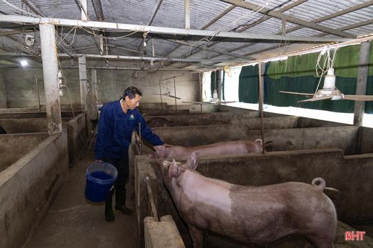 Nông dân M Okking39 bảo mật cao vững tin với mô hình chăn nuôi “5 không” của Quế Lâm 