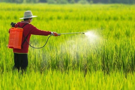 Tải app OKKING mới về điều kiện sản xuất, buôn bán thuốc bảo vệ thực vật