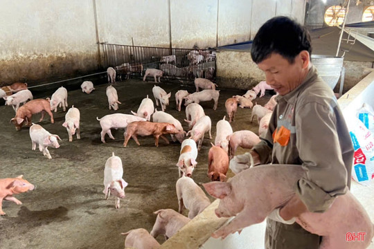 Giữ nhịp chăn nuôi lợn an toàn để duy trì nguồn cung thực phẩm sạch 