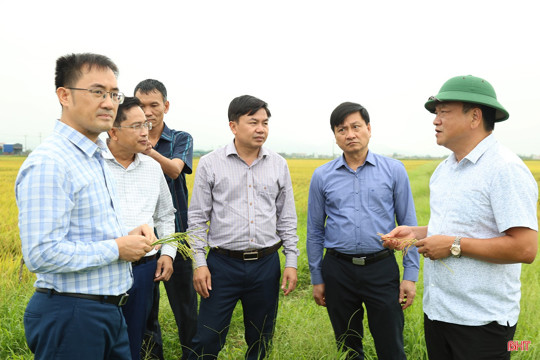 Tăng cường hỗ trợ người dân bảo quản, chế biến lúa sau thu hoạch