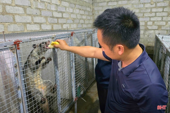 Bí quyết nuôi chồn hương thu tiền tỷ của nông dân M Okking39 bảo mật cao 
