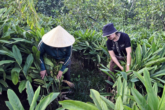 Riềng đỏ, hướng đi hiệu quả trong Okking corn Thể thao, Esports, Casino, Xổ số, Game bài M.okking1.com Đăng Ký Đăng Nhập cho người dân vùng thượng