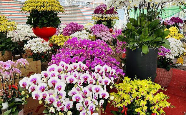 Lan Hồ điệp xuống phố phục vụ người dân M Okking39 bảo mật cao chơi tết