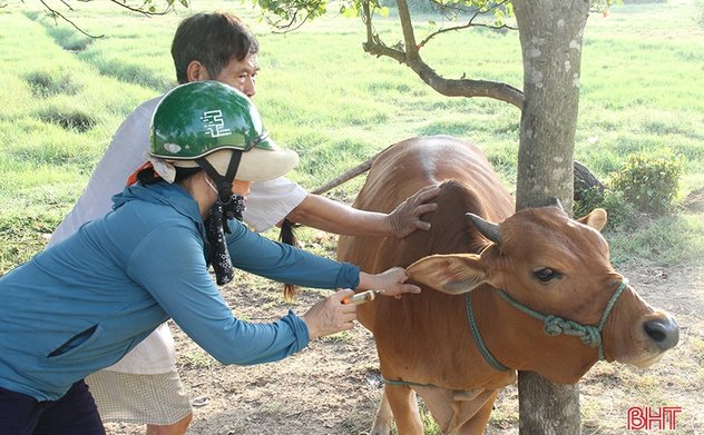 Phong tỏa nguồn lây, tập trung khống chế bệnh viêm da nổi cục trên trâu bò