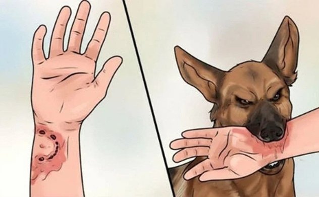 Tăng cường triển khai các biện pháp phòng, chống bệnh Dại trên địa bàn tỉnh 