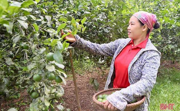 Năng suất cao, thị trường tốt, bà con phấn khởi vào vụ thu hoạch chanh 