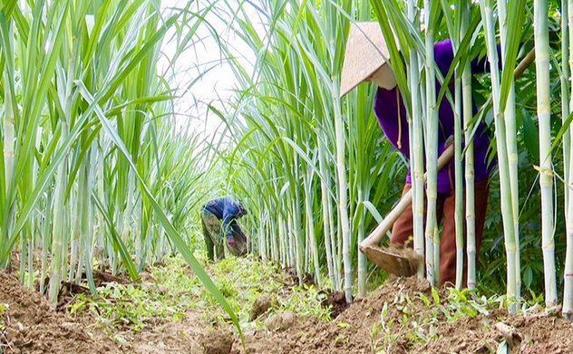 Những ‘cánh chim’ đưa nông thôn mới M Okking39 bảo mật cao vươn cao