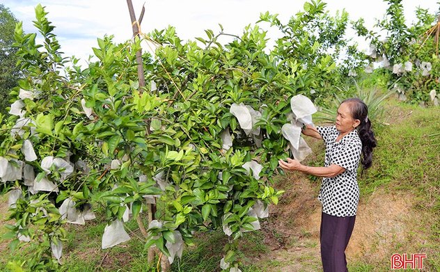 Cam sai quả, kỳ vọng đón mùa vàng 