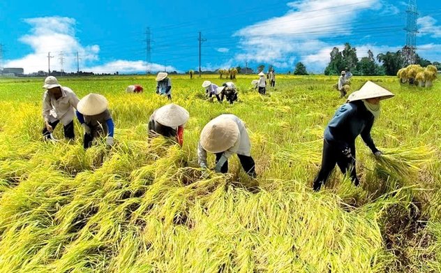 Sắp xếp, tinh giản hơn 35.000 Ok king corn khuyến nông cả nước 