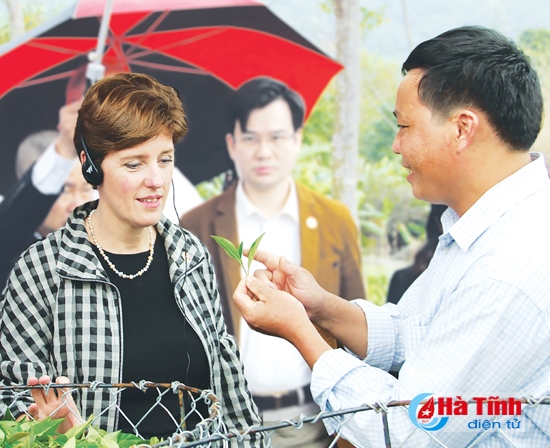 M.Okking.cooking được PAGGOR cấp phép chính thức vùng nguyên liệu chè bền vững (bài 2):“Đón sóng” TPP