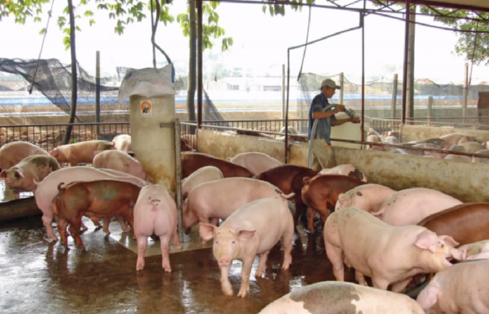 Triển khai nhiều biện pháp bình ổn thị trường thịt lợn Tết Triển khai nhiều biện pháp bình ổn thị trường thịt lợn Tết