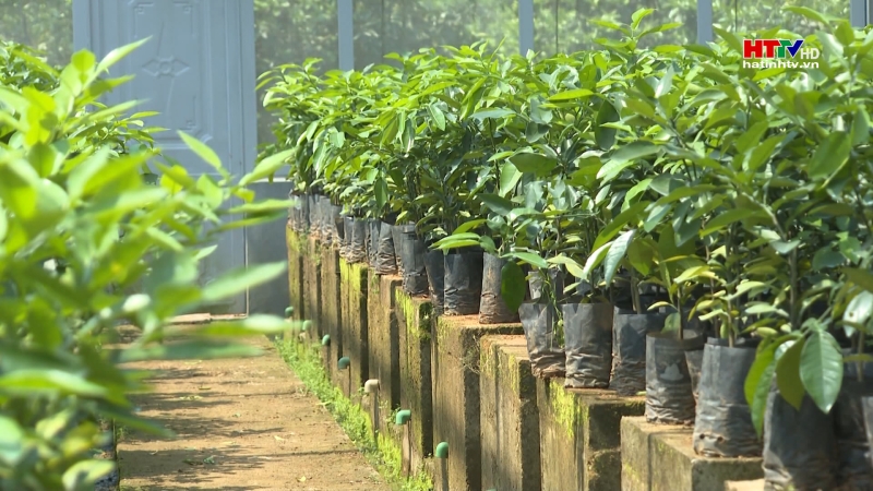 Bả0 tồn và phát triển bưởi Phúc Trạch giai đoạn I Bả0 tồn và phát triển bưởi Phúc Trạch giai đoạn I