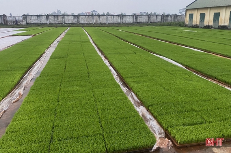 Can Lộc hoàn thành 99,8% diện tích gieo cấy lúa vụ xuân Can Lộc hoàn thành 99,8% diện tích gieo cấy lúa vụ xuân