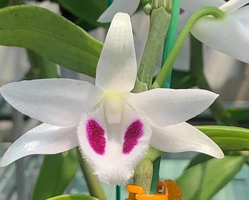 Quản lý thuế đối với những giao dịch nào từ “lan đột biến”