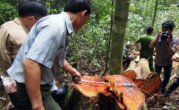  Hà Tĩnh: Phát hiện xử lý 180 vụ vi phạm lâm luật 