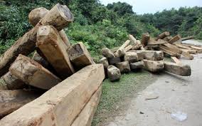 Sở nông nghiệp và phát triển nông thôn kết luận nội dung tố cáo đối với Hạt kiểm lâm Hương Sơn.
